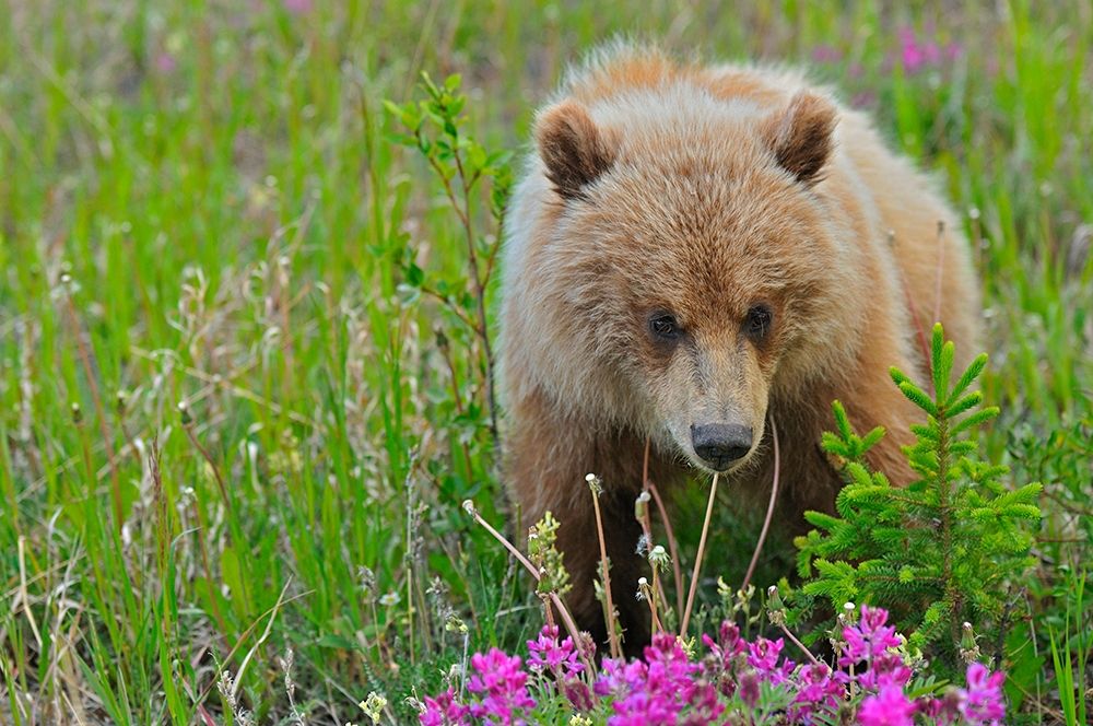 Canada-Yukon Grizzly bear close-up art print by Jaynes Gallery for $57.95 CAD
